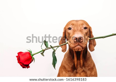 Beautiful red-haired vizsla dog holds a red rose in his mouth as a gift for Valentine's Day on a white background. Space for text. horizontal image