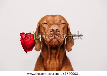  Charming red-haired vizsla dog with eyes closed holds a red rose in his mouth as a gift for Valentine's Day on a white background. Royalty-Free Stock Photo #1616400031