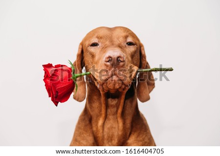 Charming red-haired vizsla dog holds a red rose in his mouth as a gift for Valentine's Day on a white background.