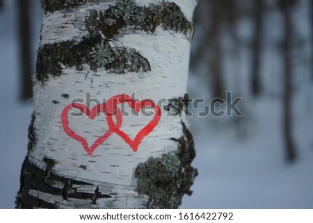 Red hearts drawn by lipstick on a birch tree in the forest. Valentine's Day.