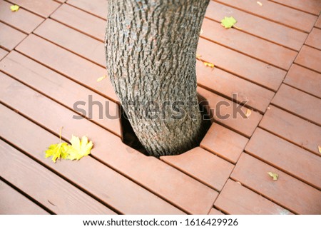 Yellow leaf lying on the wooden background. Tree growing through the floor. Autumn picture. Natural textures.