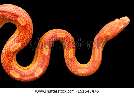 Amel motley corn snake isolated on black background