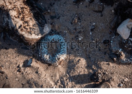 sea anemones during low tide by the beach 