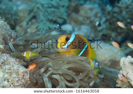 Close up of a Clark's anemone fish in anemone on a coral reef in Egypt in the Red Sea