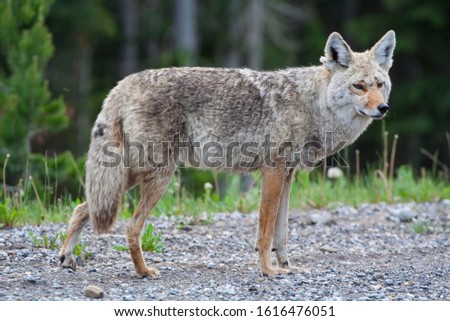 Beautiful Coyote male Posing for the camera in the Canadian rocky Mountains near Jasper Alberta
