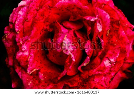 Close up picture of a beautiful rose in gradient colors.