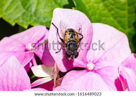 Fly insect perched on Hydrangea serrata. Garden flower from Asia