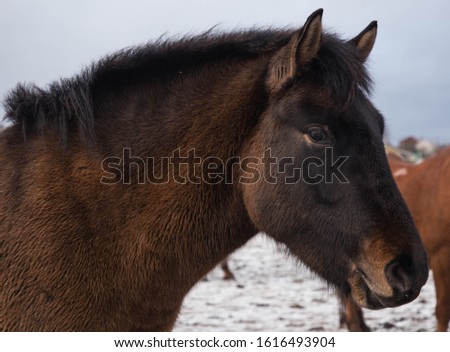 portraits of free horses in winter in russia