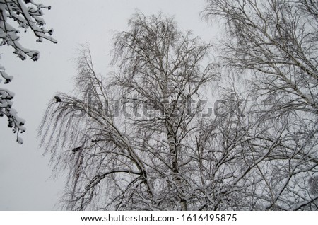 Photo of the forest in the snow, trees in the snow, Christmas trees in the snow, winter roads