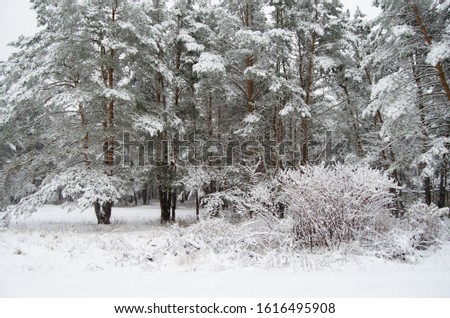 Photo of the forest in the snow, trees in the snow, Christmas trees in the snow, winter roads