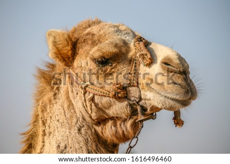 Portrait of the head of a camel with a blue sky as background
