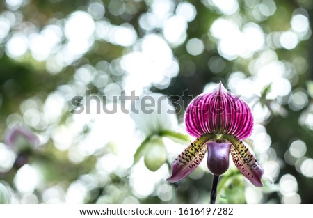 Beautiful orchid in this garden. Is a surname  (Paphiopedilum)is a kind of orchid. Paphia means goddess of love and beauty and pedilon means woman's shoes.