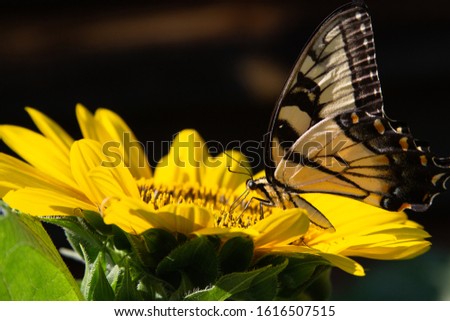 Eastern Tiger Swallowtail pollinating bright yellow sunflower in North Carolina during summer and spring. Wings and body in focus and stamen on sunflower. Drinking nectar