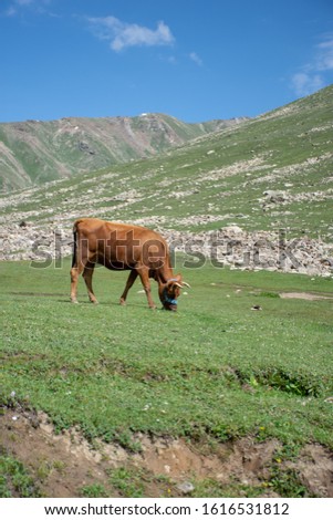 Cow is grazing in the field