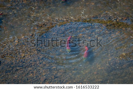 Sockeye salmon in breeding colors in their spawning redd. Royalty-Free Stock Photo #1616533222