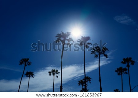 Palm trees in southern California Newport area with sun glowing