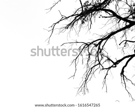 Black silhouettes one tree branches on the white background