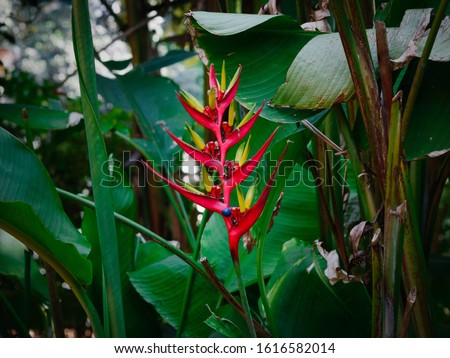 Heliconia is a genus of flowering plants  native to the tropical Americas. Common names for the genus include lobster-claws, toucan beak, wild plantains or false bird-of-paradise