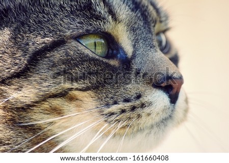 Portrait beautiful cat