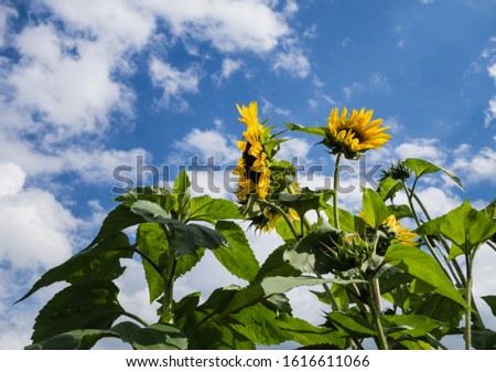 Sunflowers in Front of blue Sky 