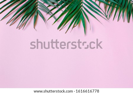 tropical green leaves on a pink background with free space for writing