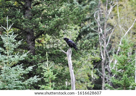 Crow in tree top crawing