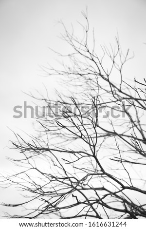 dead nature photography - trees and branches - bokeh