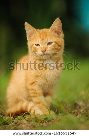 Ginger tabby kitten sitting in grass