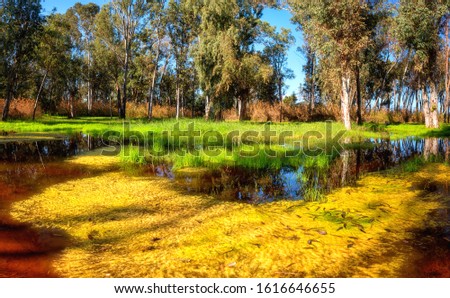 Eucalyptus grove and swampy meadow on a beautiful sunny day during spring flood season. Scenic landscape with trees, fresh green grass, water and blue sky, outdoor travel background