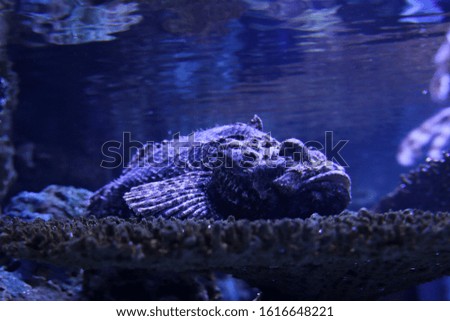 a rock fish at the bottom of a tank