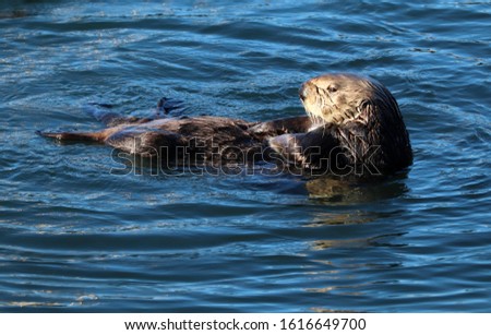 Southern sea otters (Enhydra lutris), also known as California sea otters, in Morro Bay along the central California coastline, USA