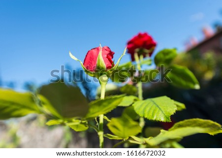 red roses and green leaves