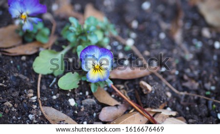 Close-up of wild pansy flower Royalty-Free Stock Photo #1616676469