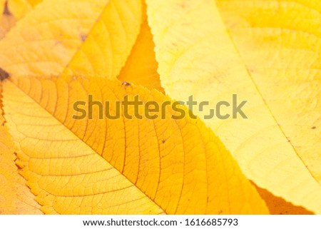 Close up shot of autumn leaves.