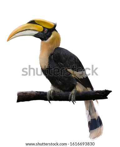 Hornbill on a branch On a white background