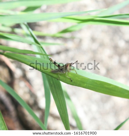 A photograph of a young Giant Valanga Grasshopper (Valanga irregularis) resting on a blade of grass in Brisbane, Australia. 