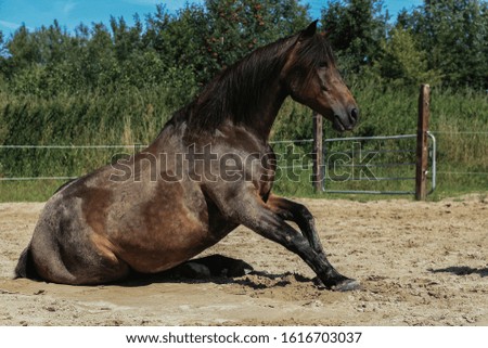 The horse stretched out its front legs against the sand