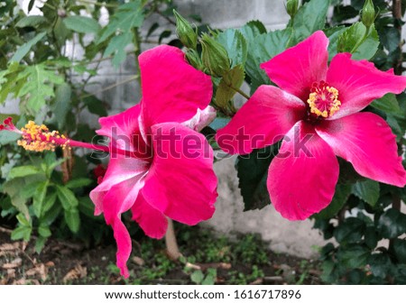 Pink Hibiscus flower in garden