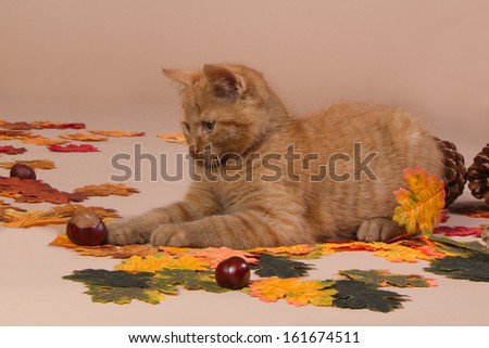 Red kitten playing with a sweet chestnut surrounded by leaves