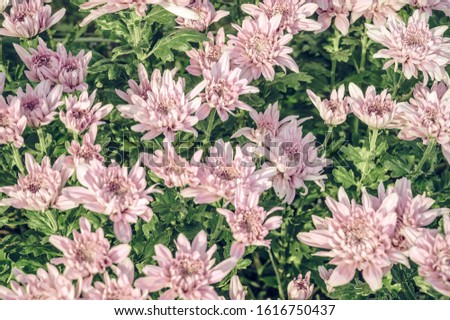 Vintage style of  Close up group of  pink  flowers and leaves in colorful tone. Romantic  flowers background or texture concept for wedding wallpaper.