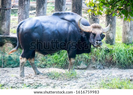   big gaur in the zoo
