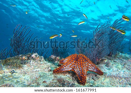 sea stars in a reef colorful underwater landscape background