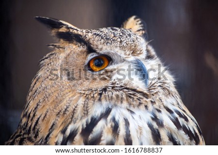 close up photo of an owl the nocturnal animals with big orange eyes, big beak and black-brown feathers with a wooden background
