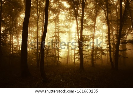 sunrise in autumn forest
