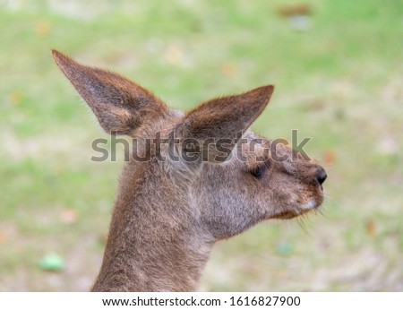 A close-up of kangaroo in the wild zoo