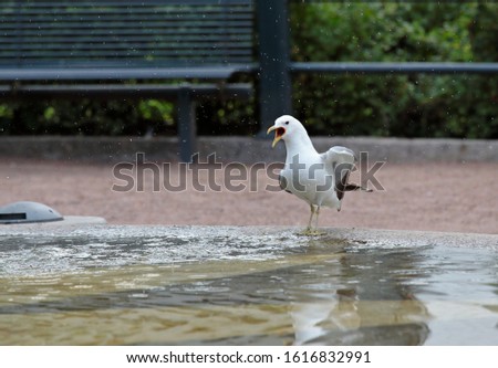 A common gull standing in a fountain and washing itself in summer
