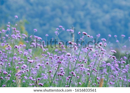 Violet verbena flowers in garden
