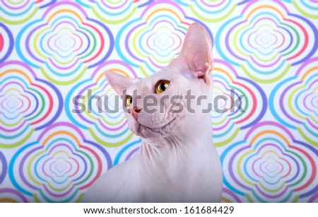 Nice white cat is isolated on a colorful background.