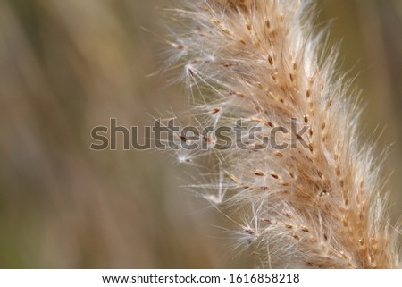 A close-up picture of a yellow grass flower with details in natural light and copy space.