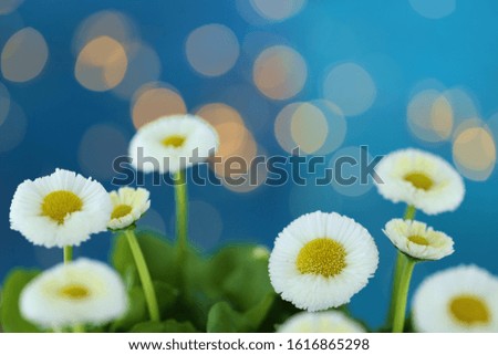 Spring flowers. White daisy flower on a blue blurry background with bokeh.  Spring floral gentle background.Bouquet of white flowers on a blue background.